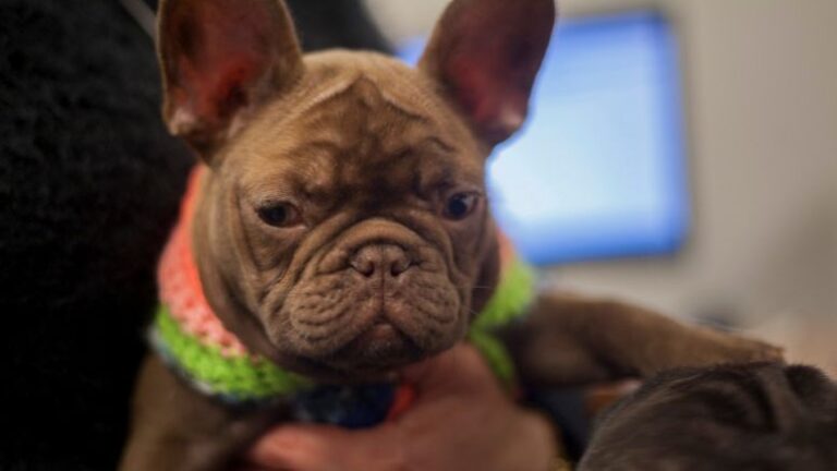 Documentos fundamentales para ingresar a la Argentina con perros y gatos