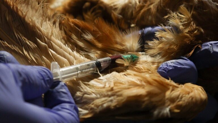 Actualización del Sistema de Acreditaciones en Sanidad Animal para Veterinarios, Técnicos y Actores Privados