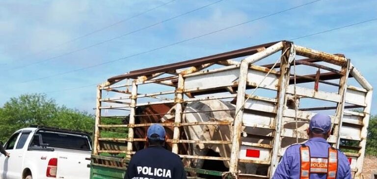 Pinchadura de mecánico provoca despiste de camioneta con vacunos en ruta 65 cerca de Dudignac