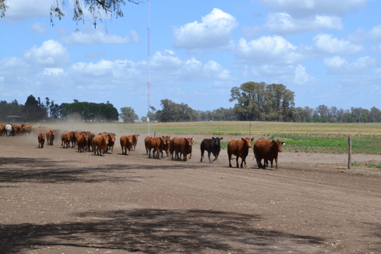 Trazabilidad Electrónica Bovina: a las 20 charla informativa en Sociedad Rural Nueve de Julio