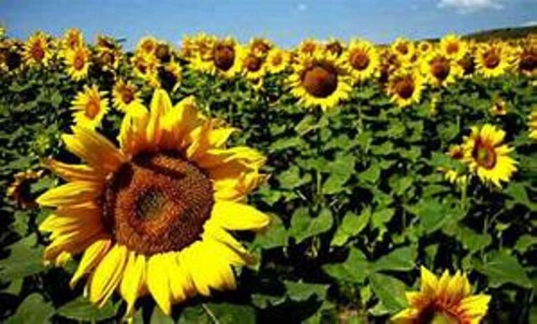 Las exportaciones de girasol crecieron un 46,8% en 2025