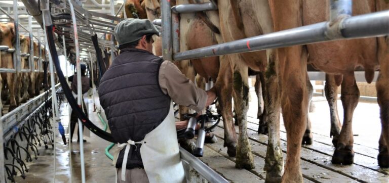El Día del Tambero: celebrando el esfuerzo diario de quienes trabajan de lunes a lunes