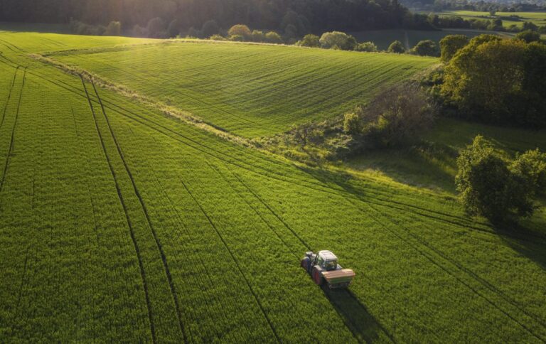 Girasol, tabaco y porcinos lideran el crecimiento de la agroindustria argentina