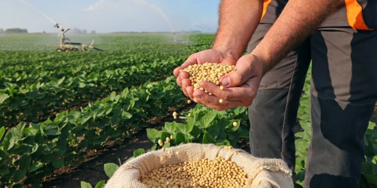 Suba de fertilizantes del 40%, petróleo a USD 114 y biocombustibles récord impulsan la soja y reconfiguran la siembra global