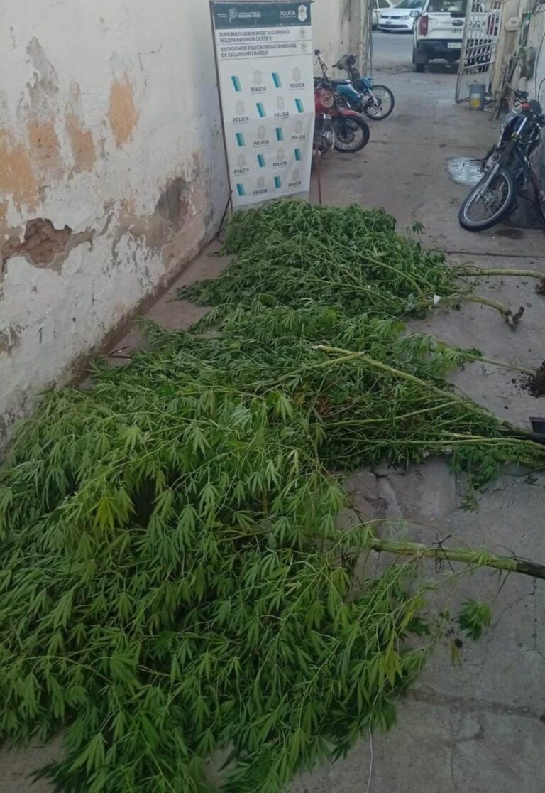Descubren plantación de marihuana en Lincoln, notifican al propietario y se abre causa judicial en Junín