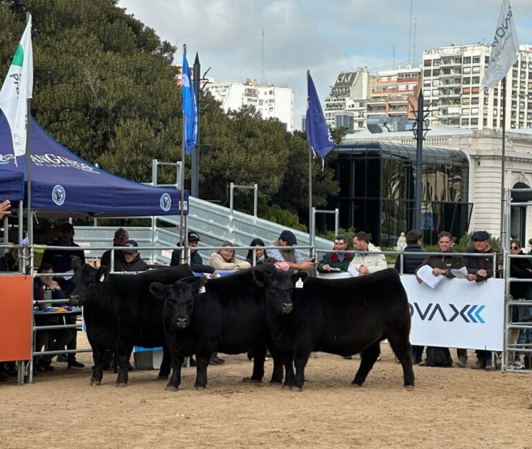 La Rubeta y Gustavo Mato se quedaron con la Gran Campeona Hembra en la Expo Angus Otoño 2026