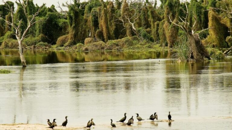 Recomendaciones para la prevención de la influenza aviar en aves silvestres