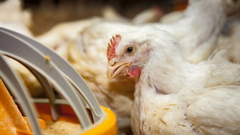 Perú y Chile levantaron las restricciones a productos de origen aviar de Argentina