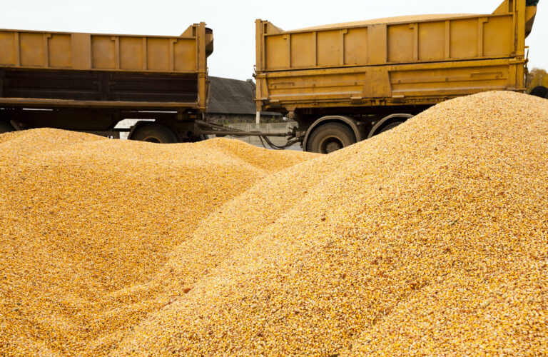 El calor en EE.UU. y las compras de China sostienen a los granos mientras el mercado espera el informe del USDA