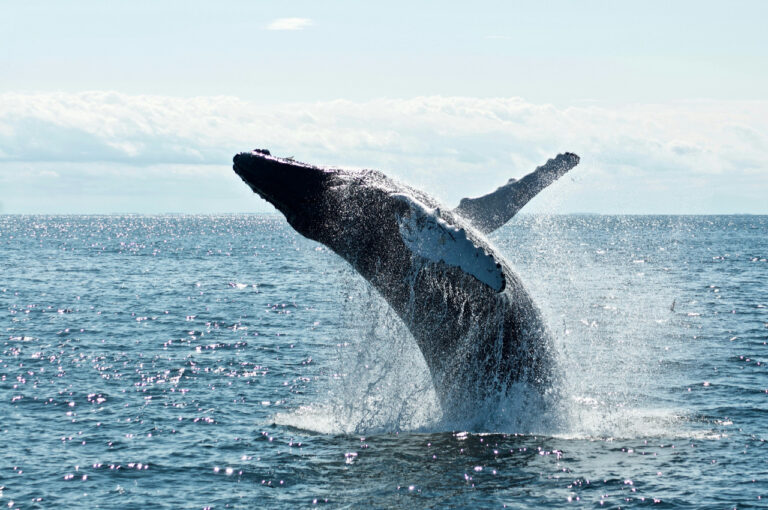 Día Mundial de las Ballenas y los Delfines: ONG llaman a reforzar la protección de los mamíferos marinos