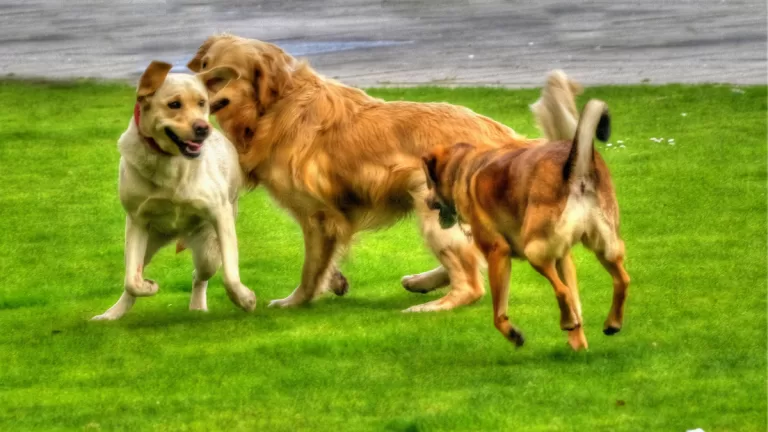 Día Mundial del Perro: una fecha para homenajear a los compañeros más fieles y promover la adopción responsable