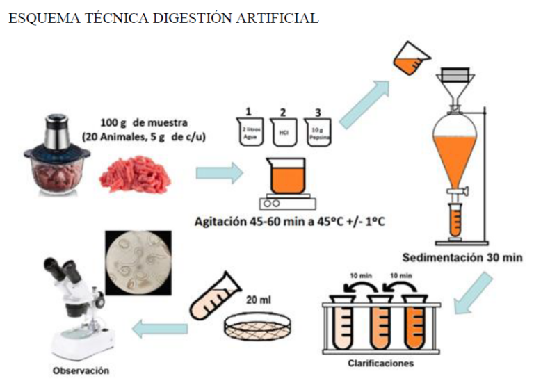 Muestreo preventivo de triquinosis: recuerdan que la digestión artificial es la única garantía para elaborar embutidos seguros