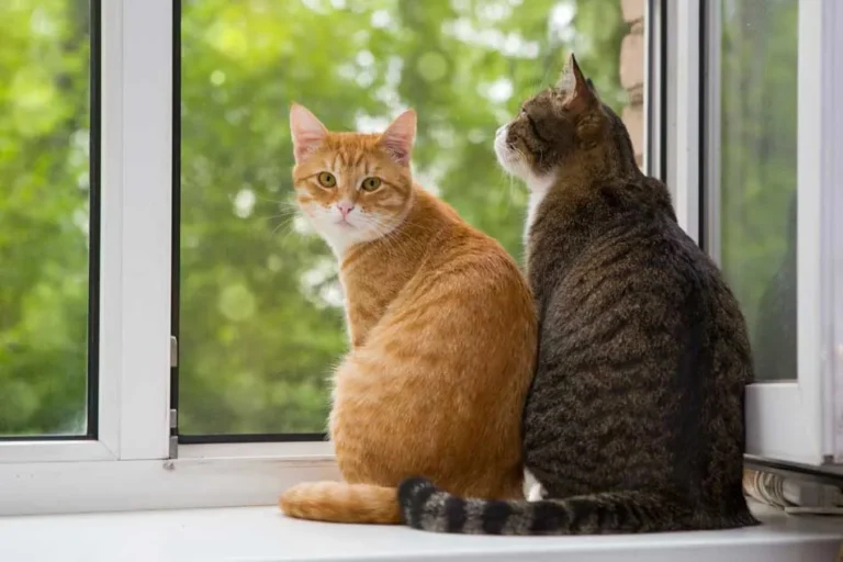 Confirman un caso de rabia en un gato doméstico en Pilar y refuerzan las medidas de prevención