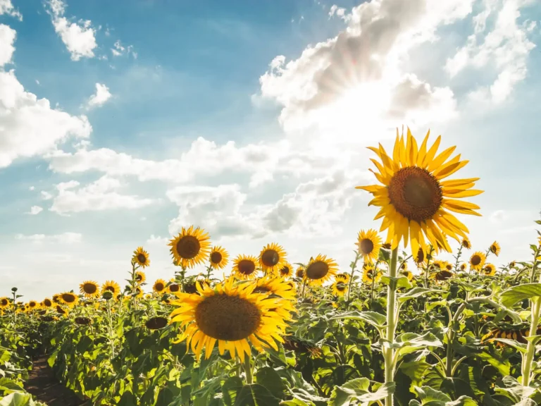 El girasol va por un nuevo récord: prevén una siembra histórica de 3 millones de hectáreas
