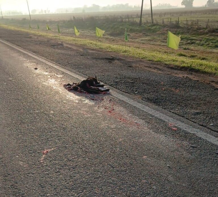 Motociclista resultó herido tras intentar esquivar a un perro en la Ruta Nacional Nº 5