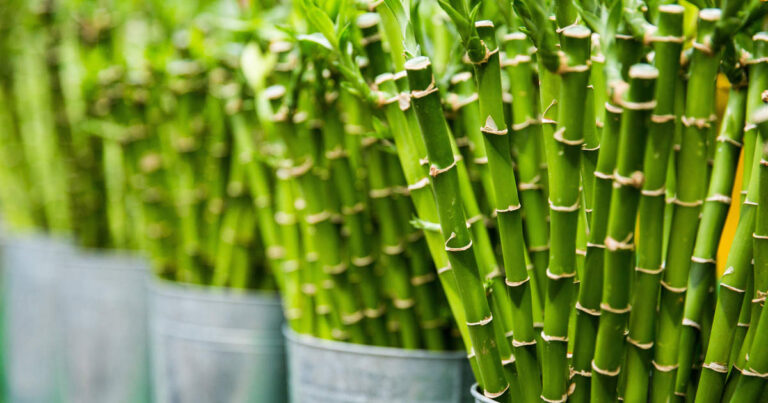 Vaccarezza impulsa una ley para promover inversiones, empleo y desarrollo a través del cultivo de bambú