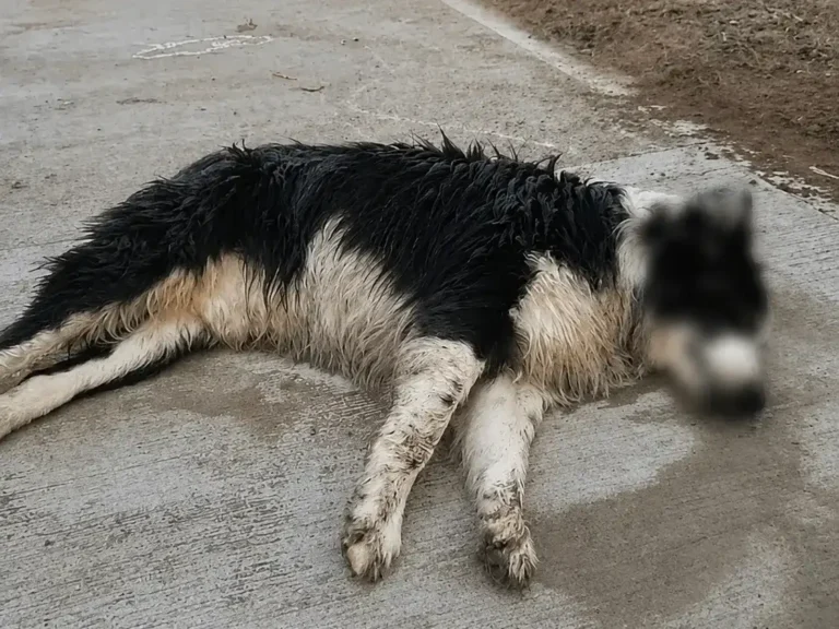 Masivo envenenamiento de perros en Bolívar: vecinos marchan este martes para pedir justicia