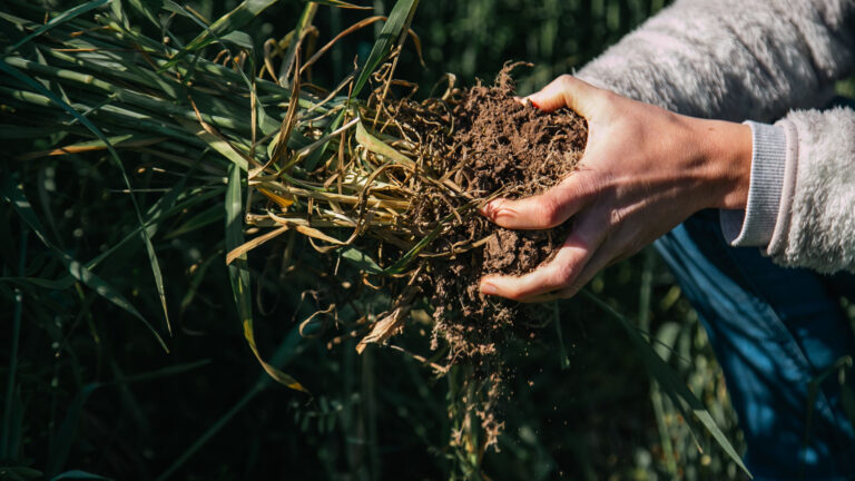 Camino AR: lanzan una iniciativa para acelerar la agricultura regenerativa en Argentina