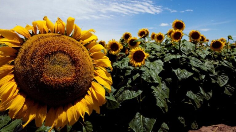 Jopo del girasol: acciones para prevenir el ingreso de esta maleza ausente en la República Argentina