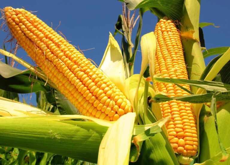 El Crop Tour recorta 17 millones de toneladas al maíz de EE.UU. y vuelve a poner el foco en los precios
