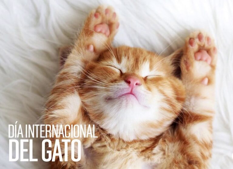 Día Internacional del Gato: del misterio de las antiguas civilizaciones a la compañía cotidiana en los hogares