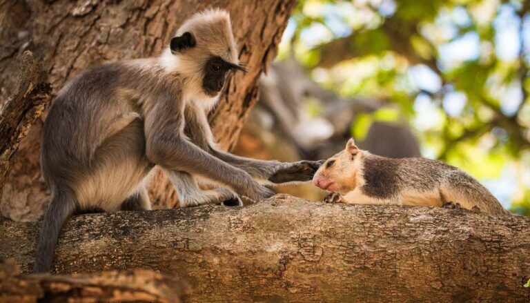 Monos que adoptan animales: la inesperada pista que podría explicar por qué los humanos tenemos mascotas