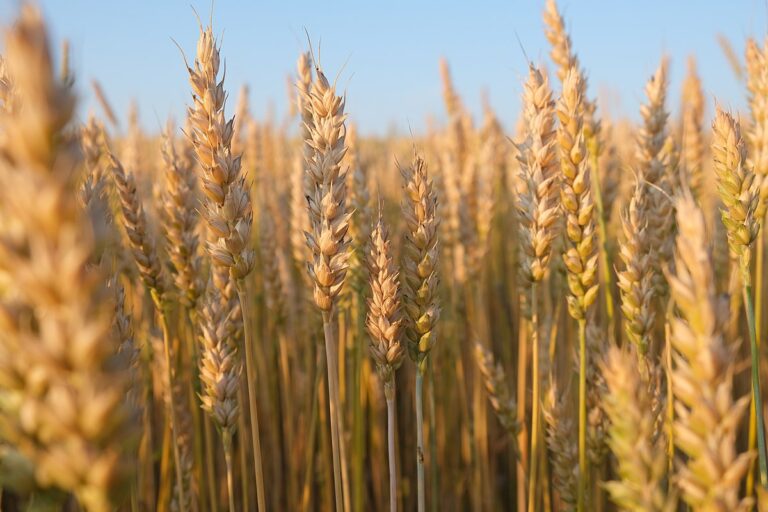 El mercado de granos espera al USDA y el trigo argentino podría superar las 20 millones de toneladas