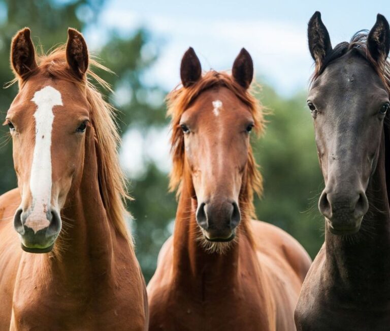Nueva medida sanitaria: todos los caballos deberán estar identificados con microchip